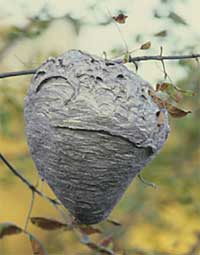 Yellow Jacket Nest
